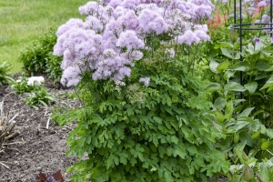 Thalictrum 'Cotton Candy' New 2025